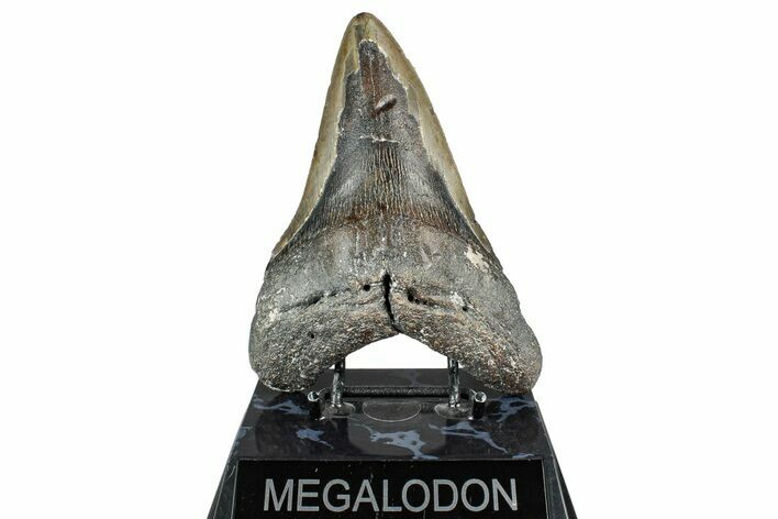 Bargain, Fossil Megalodon Tooth - North Carolina #348256